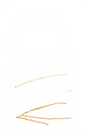 Záclona, barva bílá